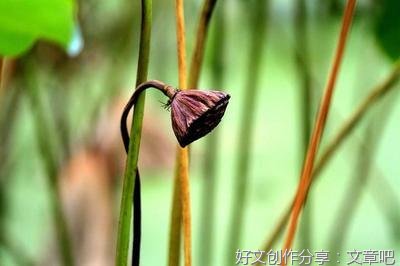 关于家乡的夏天的作文
