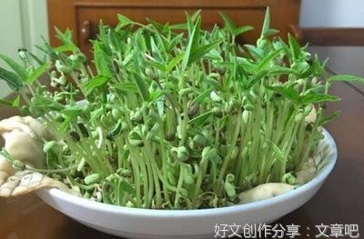 种豆芽作文