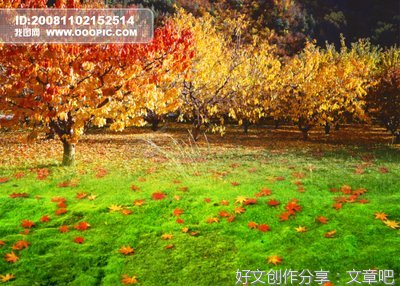 关于以秋天的落叶为题的作文