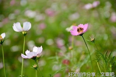矫情与否的优美句子