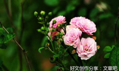 美丽的夜空经典作文