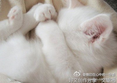 csy的句子