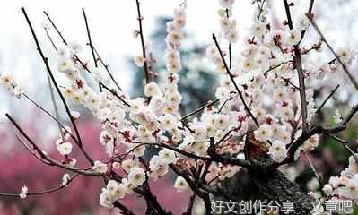 梅花赞作文(精选10篇)