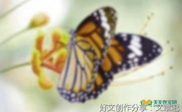 有关美丽的蝴蝶兰的作文