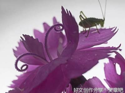 无它经典的句子