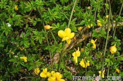 关于迎春花的作文105字(精选10篇)