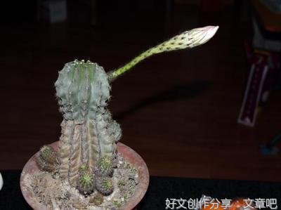 仙人球的自述作文大全