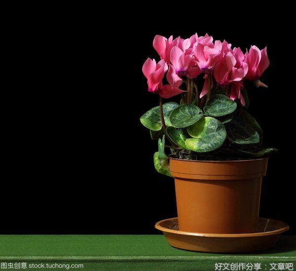 关于仙客来的作文