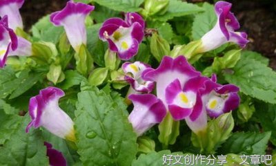乡村端午节作文600字
