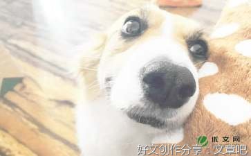 寻找我的名字经典作文