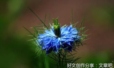 关于中秋的神话的小学作文