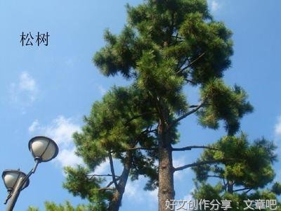《走进大森林》的作文