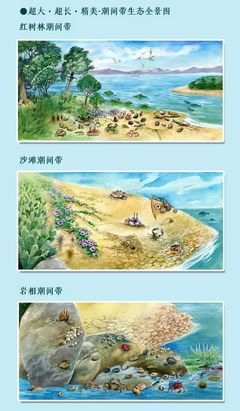 《我们赶海去1》经典读后感有感