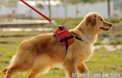 遛狗作文
