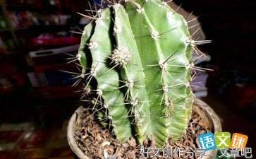 顽强的仙人掌通用作文
