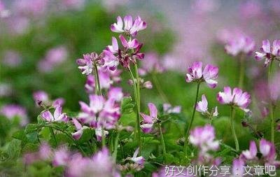 回来作文800字