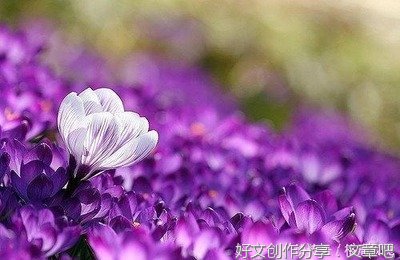 苦—情句子大全