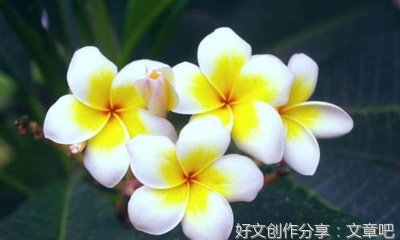 捉蛐蛐作文500字