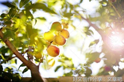 摘桃子作文600字