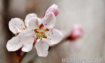 记忆中的端午节作文70010篇