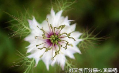 智慧的优美句子