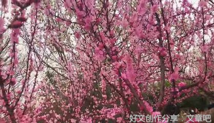《春天花会开》经典影评有感