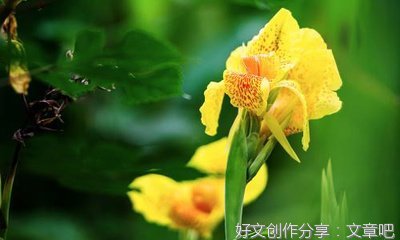 我爱端午节作文