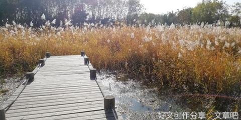关于美丽的银杏树的作文