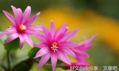 作文不一样的端午节600字