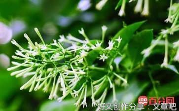 《夜来香》的作文