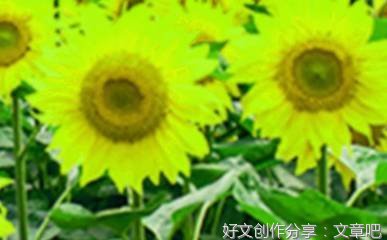 关于向日葵的作文800字(通用10篇)