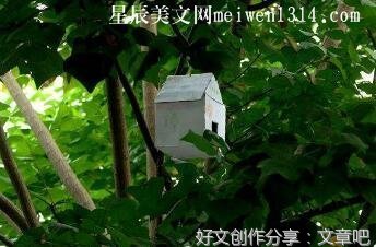 关于小鸟的新家的作文