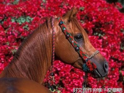 拈花微笑经典的句子