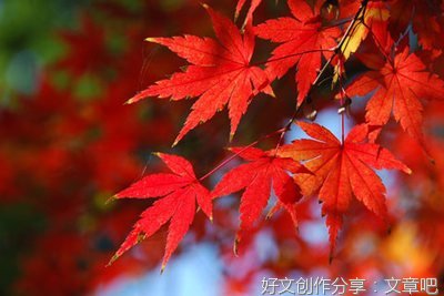 关于莎士比亚句集的优美句子