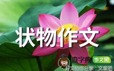 《美丽的海棠花》的作文