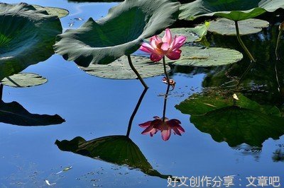荷塘即景作文