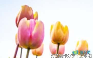 关于写玫瑰花展的作文400字300字