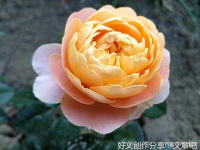 描写人生五味的作文600字
