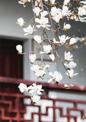 关于。的优美句子