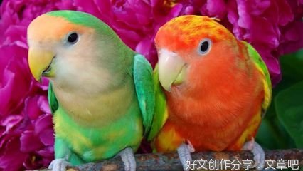 可爱的虎皮鹦鹉作文10篇