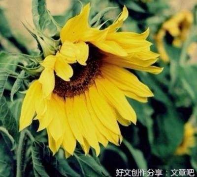 关于希望的话题作文作文500(精选10篇)