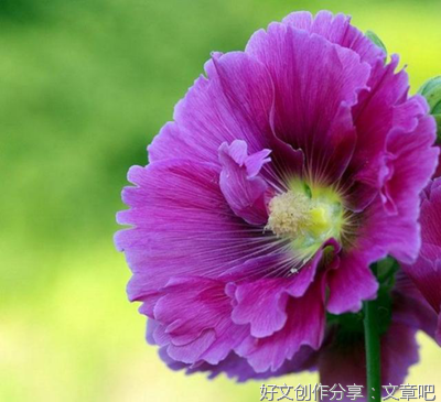 端午节那些事儿作文(精选10篇)