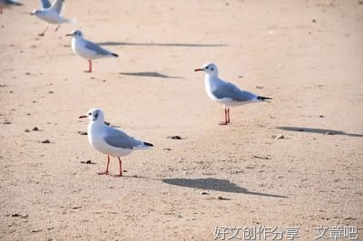 秋游日记