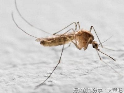 有关续编《蚊子和狮子》的作文