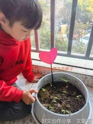 关于美丽的牵牛花的作文