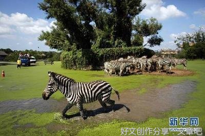 一篇文章动物园300字800字