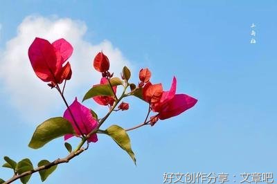 关于冬天鸟儿飞走了的作文