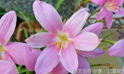端午节我喜欢作文300字