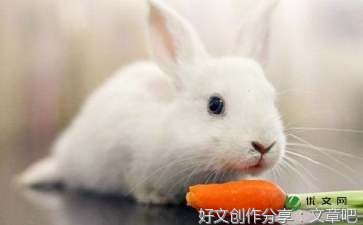 《小兔子采蘑菇》的作文