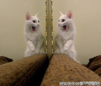 《小猫照镜子》的作文